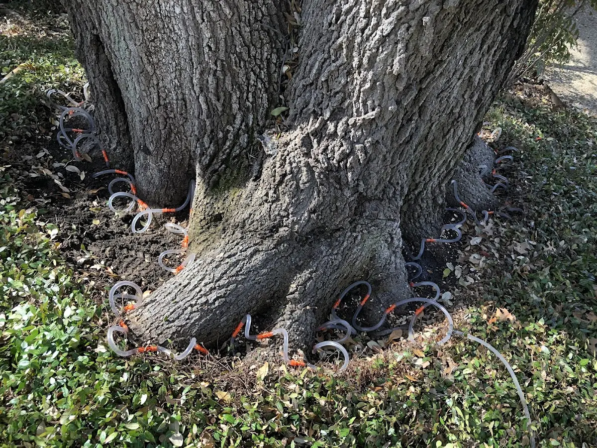 Detailed Tree Cabling and Bracing job site in Richland Springs