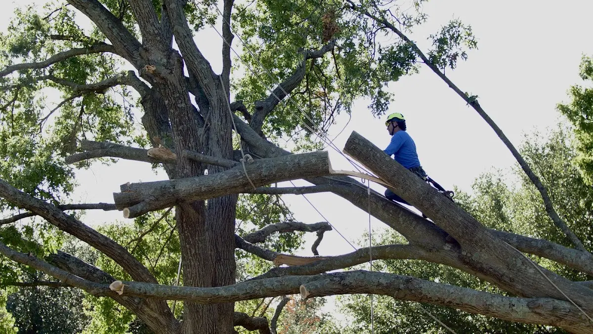 Professional Crown Thinning performed by certified arborists in Richland Springs
