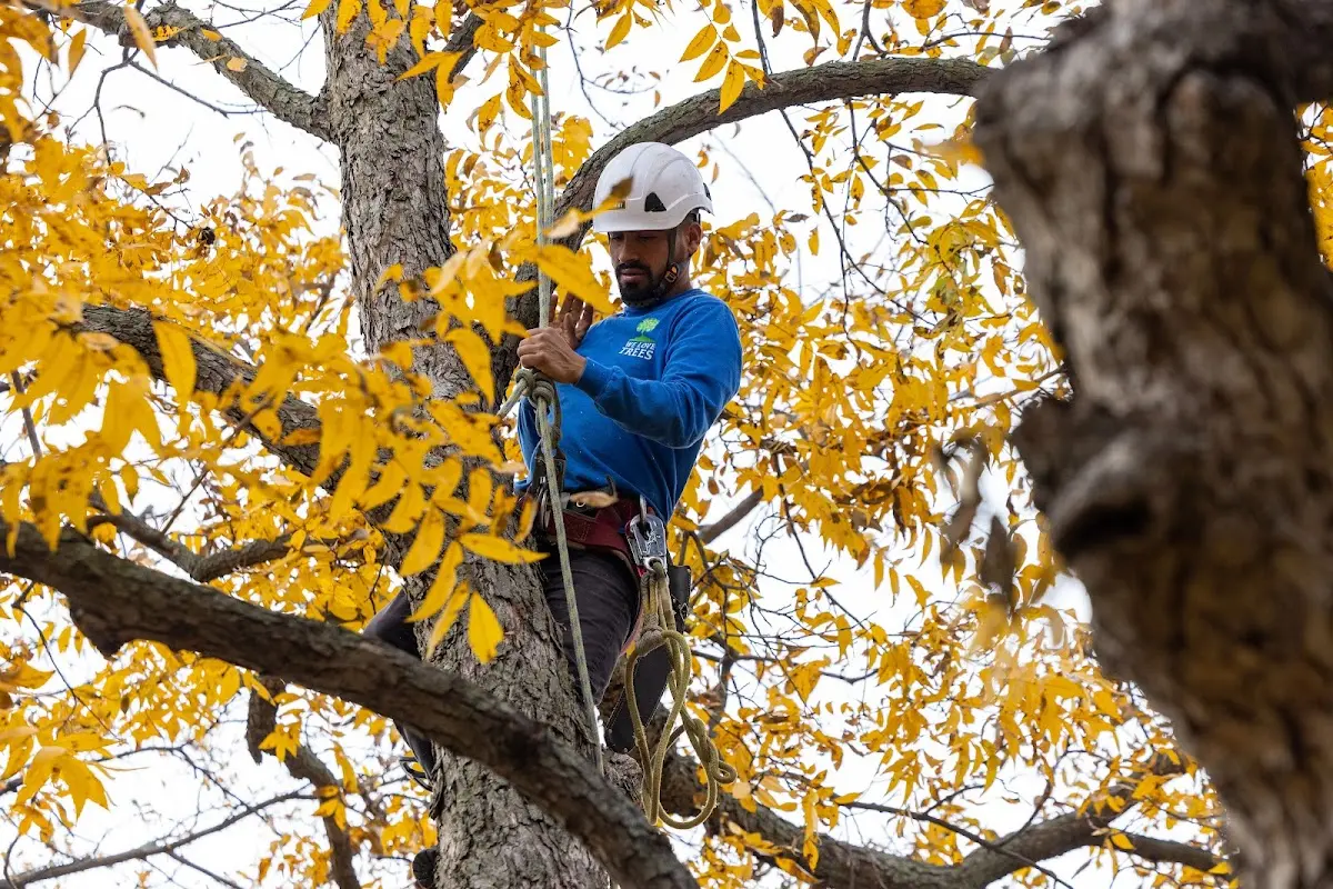 Skilled Tree Pruning crew working in Richland Springs